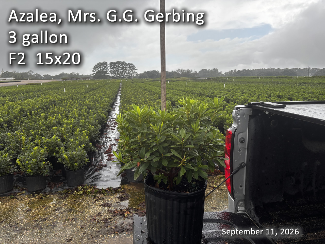 gallery/gg3 f2 sept11.jpg